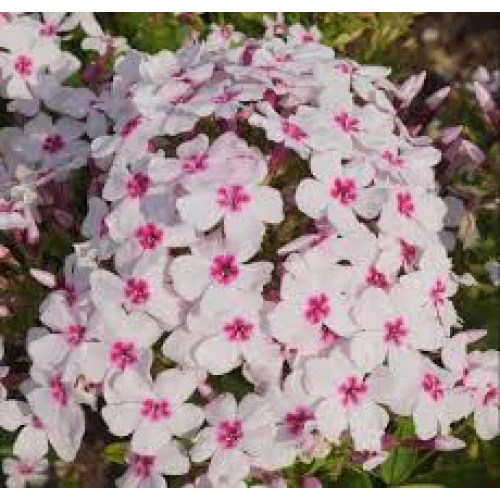 Phlox Red/White 